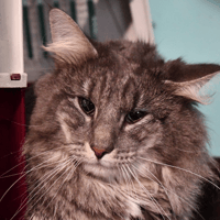 Ulysse, chat à adopter