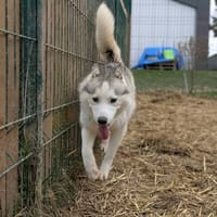 Ivar, chien à adopter