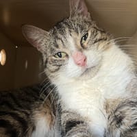 Rudolph, chat à adopter