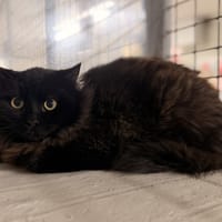 CHOCOLATCHAUD, chat à adopter