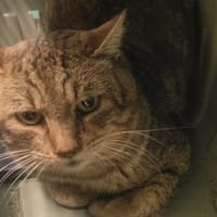 Pepere, chat à adopter