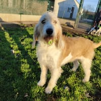 ZAO, chien à adopter