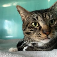 THOR, chat à adopter