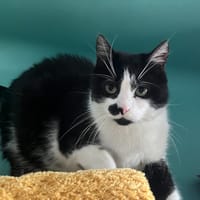 kiara, chatte à adopter