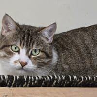 VANINA, chatte à adopter