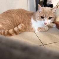 ALPAJOLA, chatte à adopter