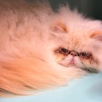 Simply CAB5000, chat à adopter