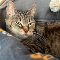 Choupie, chatte à adopter