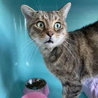 NOUNOU, chat à adopter