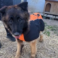 RENZO, chien à adopter