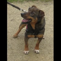 GUIDOU (réservé), chien à adopter