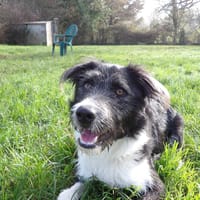 APPLE, chien à adopter