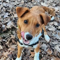 SAMMY, chien à adopter