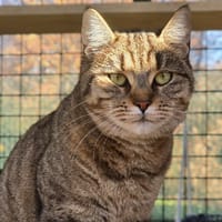 Mirette, chatte à adopter