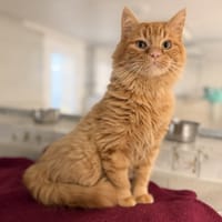 MARRONCHAT, chat à adopter