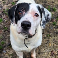 CODY, chien à adopter