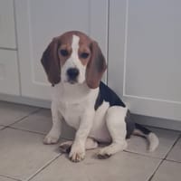 MAYA, chienne à adopter