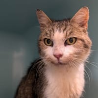 DEVIL, chat à adopter