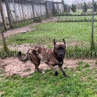 Phoenix, chien à adopter