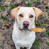 TABASCO, chien à adopter