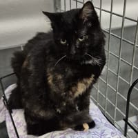 TINGLEPAW, chatte à adopter