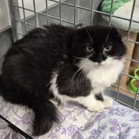 SPARKLE, chat à adopter