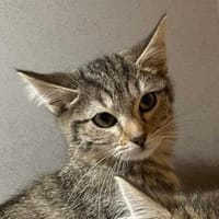 AKELA, chatte à adopter
