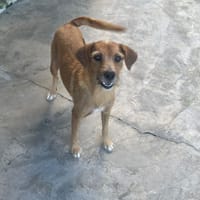 OLDY, chienne à adopter