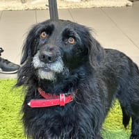 MICKEY, chien à adopter