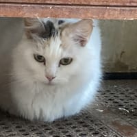 ZAZOU, chatte à adopter