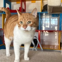 Melchior, chat à adopter