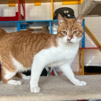 Jingle, chat à adopter