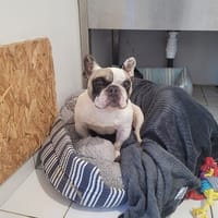 PRESTON (réservé), chien à adopter