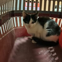 Avril, chatte à adopter