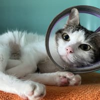 LYLY, chatte à adopter