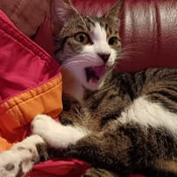 Moony, chat à adopter