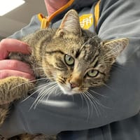 CALIN, chat à adopter