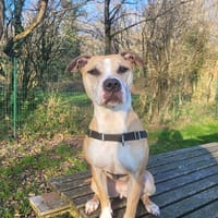 VANDA, chienne à adopter