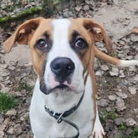 BIDOU, chien à adopter