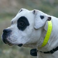 PAPEANO, chien à adopter