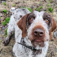 TROLETTE, chienne à adopter