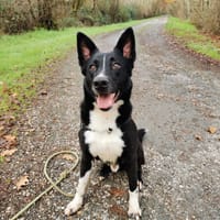 Simba (adp en cours), chien à adopter