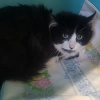 Potatoes, chatte à adopter