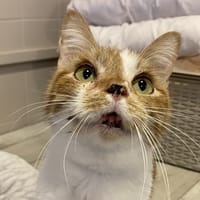 BALOO, chat à adopter