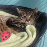 Burger, chat à adopter