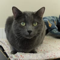 SOPRANO PAB28393, chat à adopter