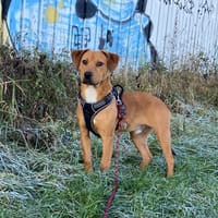 MUNGO, chien à adopter