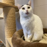 VIXY, chatte à adopter