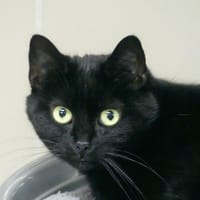 WAKA, chatte à adopter