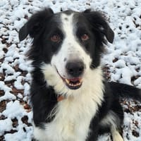 SOLIDAYS, chien à adopter